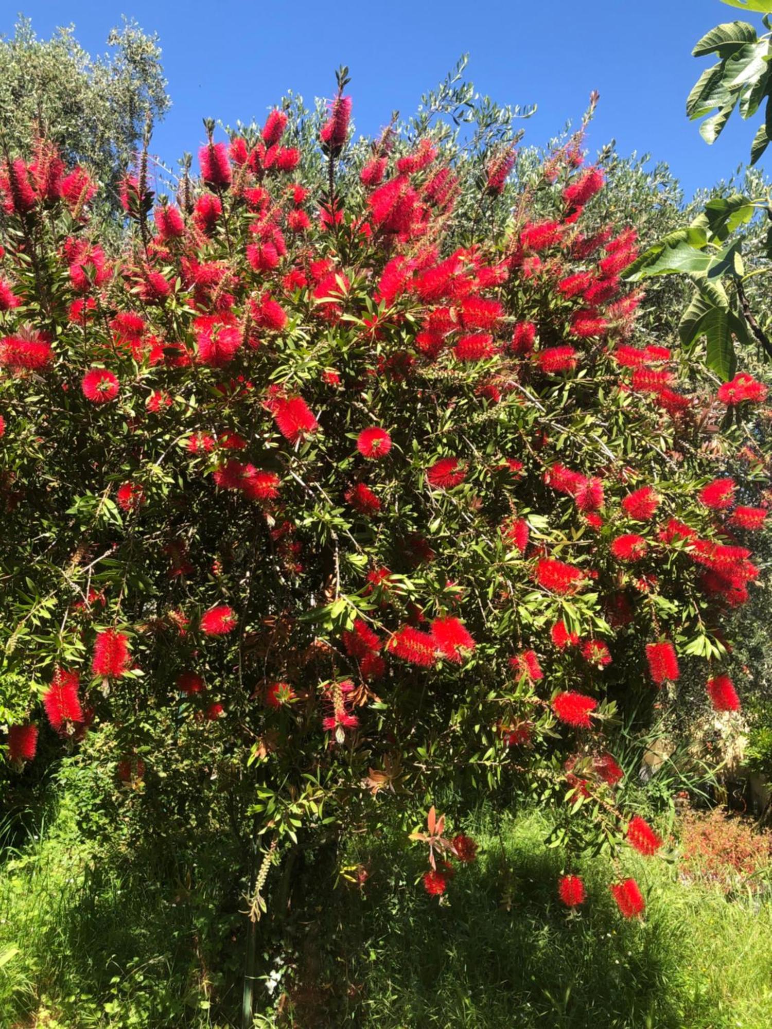 הוילה ריקו דל גולפו די ספאציה La Primula Vicinanza 5 Terre מראה חיצוני תמונה
